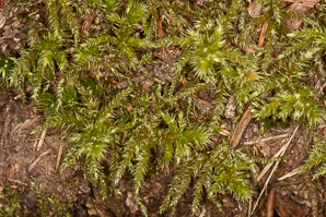 Rhytidiadelphus triquetrus (rough goose neck moss, electrified cat tail moss)