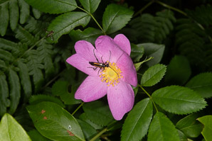 Rosa carolina (pasture rose, wild rose, Carolina rose, low rose)