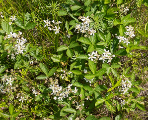 Rubus hispidus (swamp dewberry, bristly blackberry, bristly dewberry)