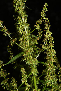 Rumex obtusifolius (bitter dock, broad-leaved dock)