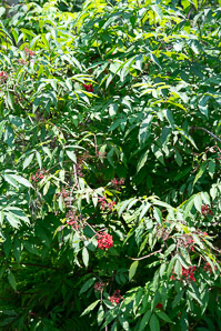 Sambucus racemosa (red elderberry, redberry elder, red-berried elder)
