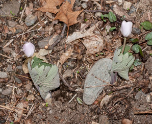 Sanguinaria canadensis (bloodroot)