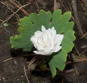 Sanguinaria canadensis (bloodroot)