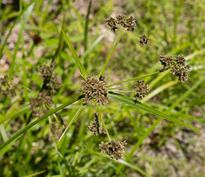 Scirpus atrovirens (green bulrush, dark-green bulrush, dark-green bullrush)