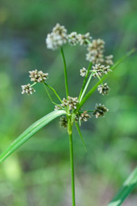 Scirpus atrovirens (green bulrush, dark-green bulrush, dark-green bullrush)