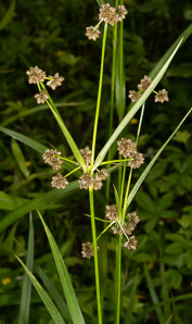 Scirpus atrovirens (green bulrush, dark-green bulrush, dark-green bullrush)