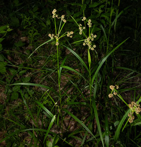 Scirpus atrovirens (green bulrush, dark-green bulrush, dark-green bullrush)