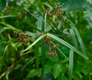 Scirpus atrovirens (green bulrush, dark-green bulrush, dark-green bullrush)