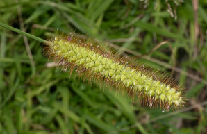 Setaria pumila (yellow foxtail, yellow bristlegrass, pigeon grass, cattail grass)