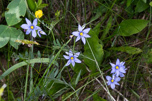 Sisyrinchium angustifolium (blue-eyed grass, narrow-leaved blue-eyed grass, narrowleaf blue-eyed grass)