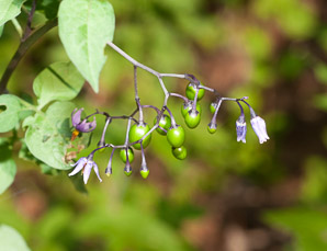 Solanum dulcamara (bittersweet, bittersweet nightshade, blue bindweed, climbing nightshade)