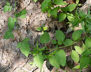 Solanum dulcamara (bittersweet, bittersweet nightshade, blue bindweed, climbing nightshade)