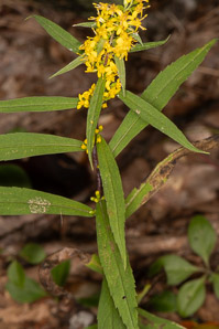 Solidago caesia (wreath goldenrod, blue-stemmed goldenrod, early goldenrod)