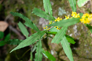 Solidago caesia (wreath goldenrod, blue-stemmed goldenrod, early goldenrod)