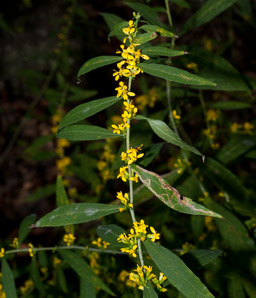 Solidago caesia (wreath goldenrod, blue-stemmed goldenrod, early goldenrod)