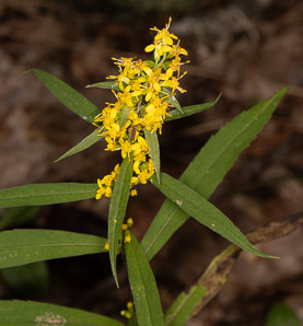 Solidago caesia (wreath goldenrod, blue-stemmed goldenrod, early goldenrod)
