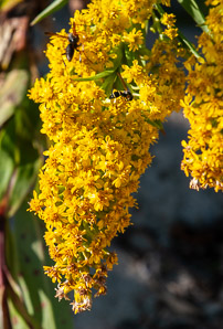 Solidago gigantea (smooth goldenrod, giant goldenrod)