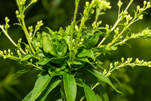 Solidago juncea (early goldenrod)