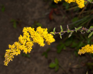 Solidago nemoralis (gray goldenrod, field goldenrod)