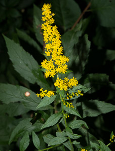 Solidago rugosa (rough-stemmed goldenrod, wrinkleleaf goldenrod)