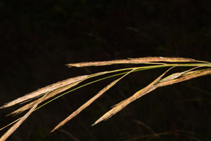 Spartina pectinata (prairie cordgrass)