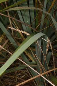 Spartina pectinata (prairie cordgrass)