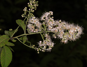 Spiraea alba (meadowsweet, white meadowsweet)