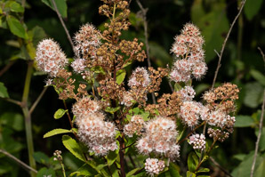 Spiraea alba (meadowsweet, white meadowsweet)