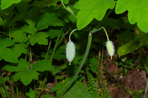Stylophorum diphyllum (yellow wood poppy, celandine poppy)