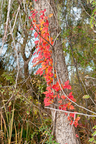 Toxicodendron radicans (poison ivy, Eastern poison ivy)