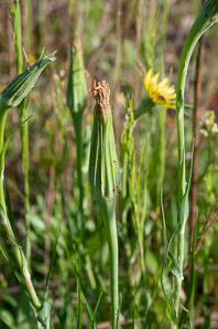 Tragopogon dubius (yellow goatsbeard, yellow salsify, western salsify, western goat’s-beard, wild oysterplant, yellow goat’s beard, goat’s beard, goatsbeard, common salsify, salsify)