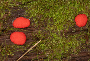 Tubifera ferruginosa (raspberry slime mold, red raspberry slime mold)
