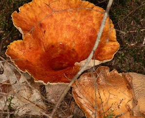 Turbinellus floccosus (woolly chanterelle)
