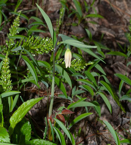 Uvularia sessilifolia (sessile bellwort, wild oats, sessile-leaved bellwort, sessileleaf bellwort)