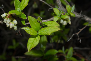 Vaccinium fuscatum (black highbush blueberry)