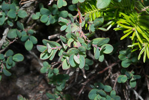 Vaccinium uliginosum (bog huckleberry, bog bilberry, northern bilberry, bog blueberry, alpine blueberry)