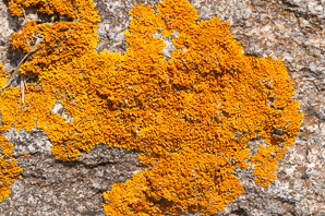 Xanthoria elegans (elegant sunburst lichen, sunburst lichen, elegant orange wall lichen)