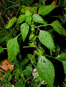 Acalypha rhomboidea (three-seeded mercury, rhombic three-seeded mercury, rhomboid mercury, rhombic copperleaf, common threeseed mercury)