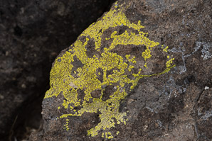 Acarospora socialis (bright cobblestone lichen, cracked lichen)