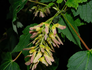 Acer spicatum (mountain maple)