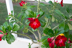 Adenium obesum (desert rose, sabi star, kudu, mock azalea, impala lily, desert-rose)