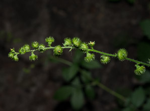 Agrimonia gryposepala (common agrimony, tall hairy agrimony, hooked agrimony, tall hairy grooveburr)