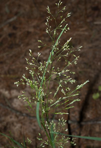 Agrostis perennans (autumn bentgrass, upland bentgrass)