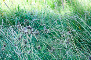 Allium vineale (field garlic, wild garlic, crow garlic)