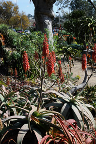 Aloe L. (aloe)