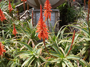 Aloe arborescens (krantz aloe, candelabra aloe)