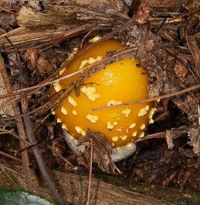 Amanita muscaria (American yellow fly agaric)