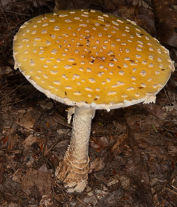 Amanita muscaria (American yellow fly agaric)