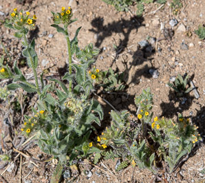 Amsinckia menziesii (orange fiddleneck, small-flowered fiddleneck, rancher’s fiddleneck, common fiddleneck, rancher’s fireweed, Menzies’ fiddleneck)