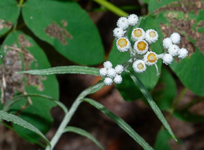 Anaphalis margaritacea (pearly everlasting, western pearly everlasting)